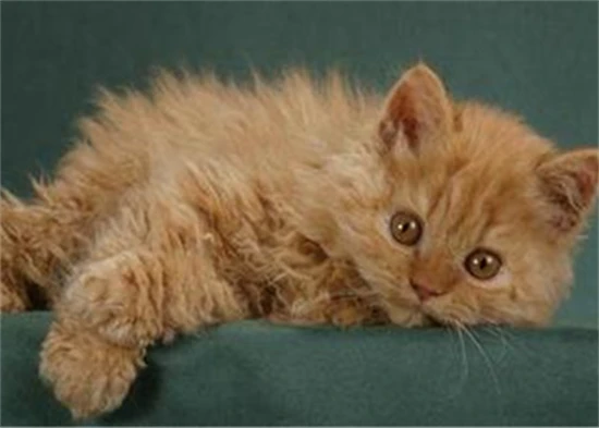 What food is best for Skoko cats?