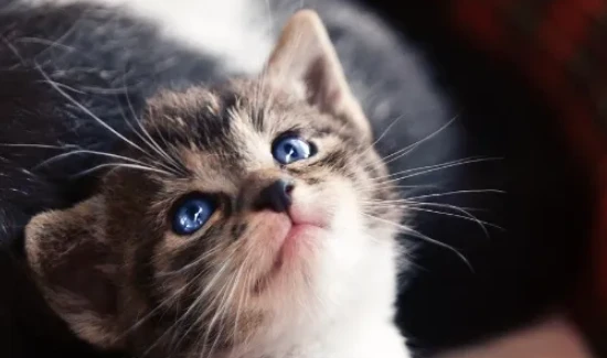 猫咪也会“抑郁”？揭秘！猫咪“抑郁”7大表现，快来看看你家喵是否也这样？