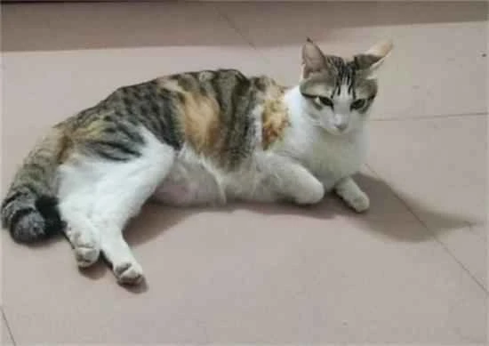 Can a lost cat be found?