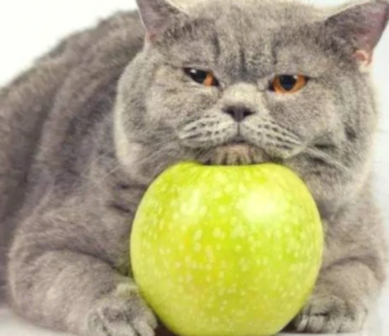 Can cats eat apples?