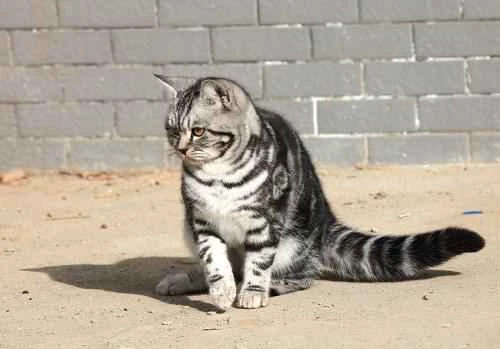 Why do cats like to eat plastic bags?