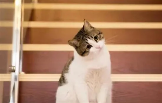 If your cat is vomiting due to indigestion, are you feeding it too much?