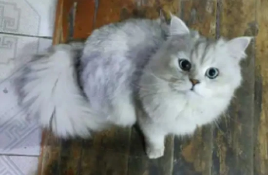 How to raise a Chinchilla