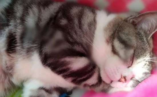 What should cat owners pay attention to as their cats get older?