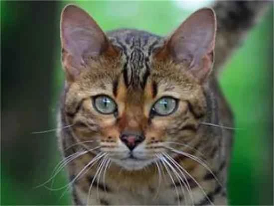 How to remove black chin on cats