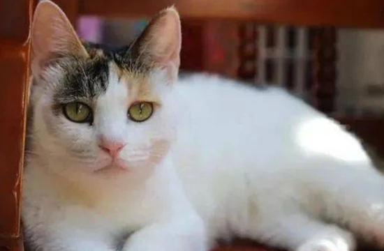 Does a cat running around the house like crazy after pooping mean it's satisfied with its poop?