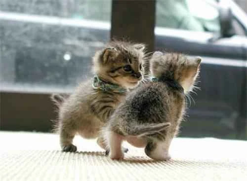 Which is better, pine cat litter or tofu cat litter? How should I choose the right litter for my cat?