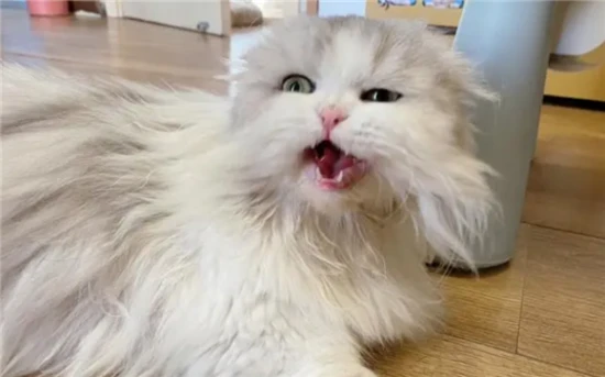 What to do if your cat's voice suddenly becomes hoarse?