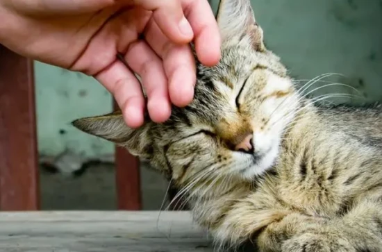 Cat's behavior of being affectionate