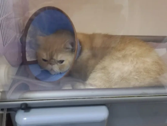 Why does cat urine smell so strong?