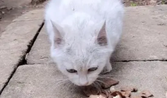 Can cats eat cooked pork liver?
