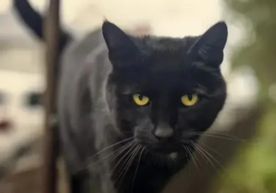 How to raise a Mumbai cat