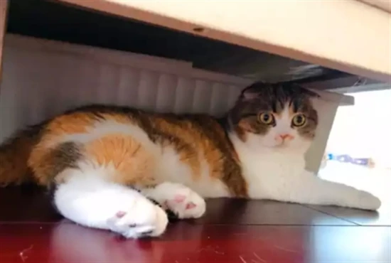 How long does it take for a cat to adapt to a new environment?