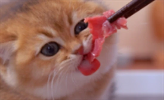 Can cats eat raw meat?