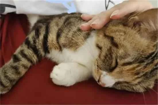 Do cats have periods and bleed?