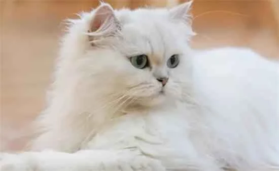 Why do cats like to rest their chins?