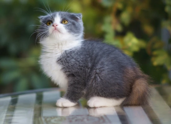 Can cats eat seaweed?