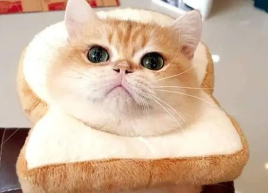 Can cats eat potatoes?