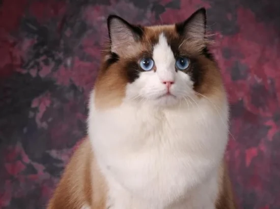 Why do cats knead and eat clothes?