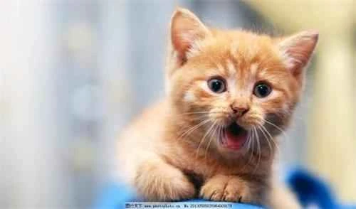 Why do newborn kittens die?