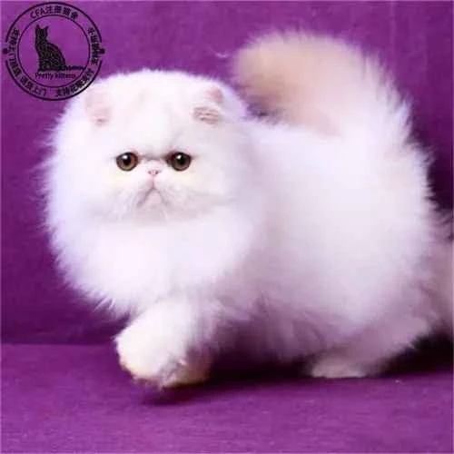 Can pet cats eat ham?