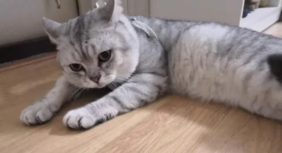 Do kittens have fleas?