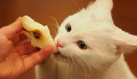 Can cats eat pears?