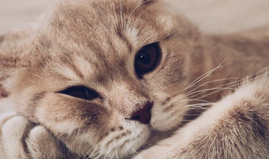 Why do cats calm down when the scruff of their necks is grabbed?