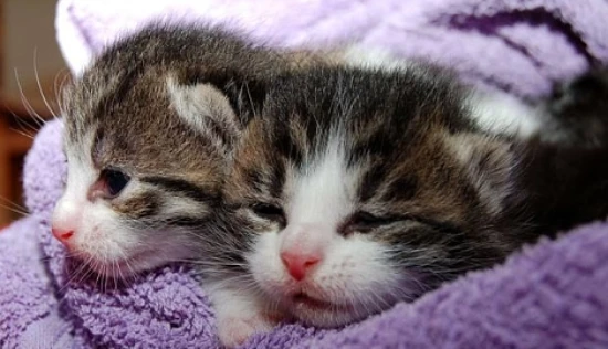 How long does it typically take for two cats to get used to each other?