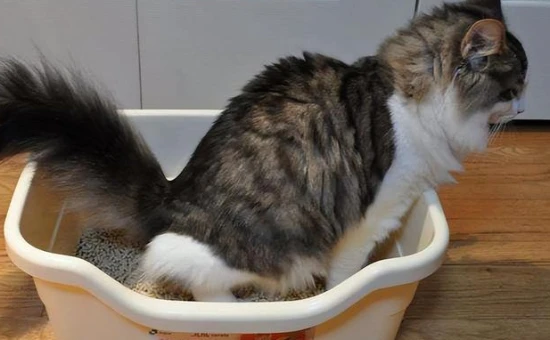 How many times a day is it normal for a cat to poop?