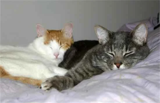 I can't accept my girlfriend having a cat.