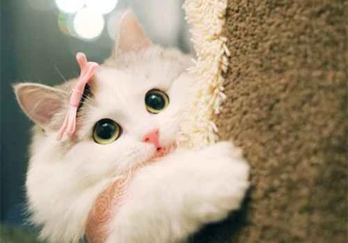 What happens if a kitten has soft stools? Will a kitten die from soft stools?