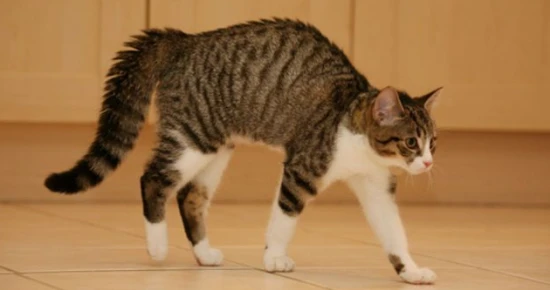 What does it mean when a cat jumps with its back arched?