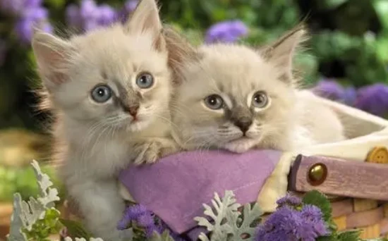 Why do cats like to hog pillows?