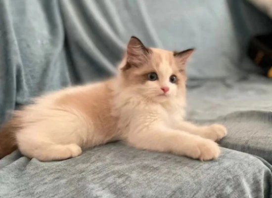 What are the natural instincts of cats?