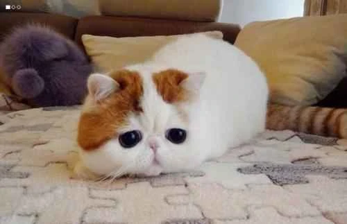 How much water does a cat drink each day?