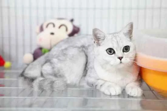 Why do cats like to crawl into boxes?