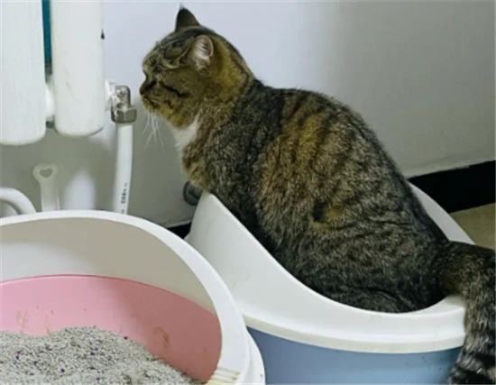 How to solve the problem of a cat being unable to urinate?