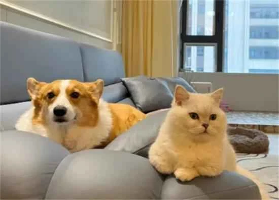 Is having both cats and dogs really that wonderful?