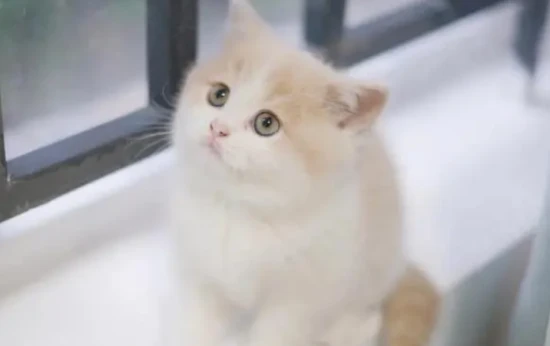 Does shaving a kitten's puppy coat make its fur grow better?