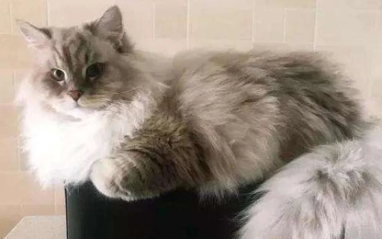 How long is a cat's normal sleep duration?