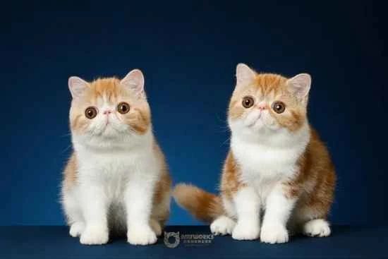 What to do if you cut the quick on a cat