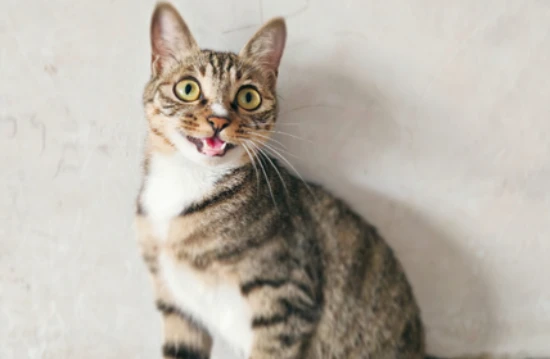 How to completely stop your cat from shedding?