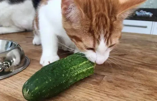 Can cats eat cucumbers? 猫可以吃黄瓜吗