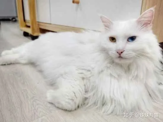 Can cats be bathed while receiving feline triple vaccine?