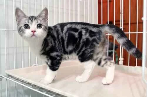 What should I do if I can't take my cat with me during Chinese New Year? What's the best way to settle my cat?