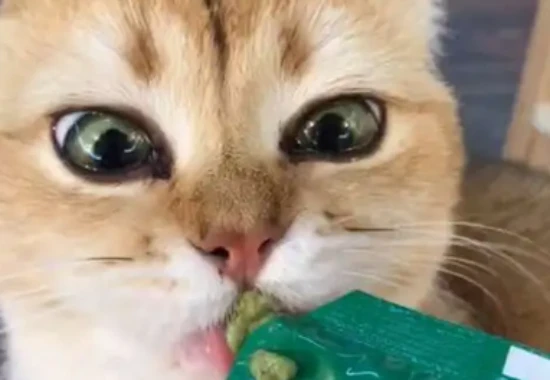Will a cat die if it eats a little wasabi?