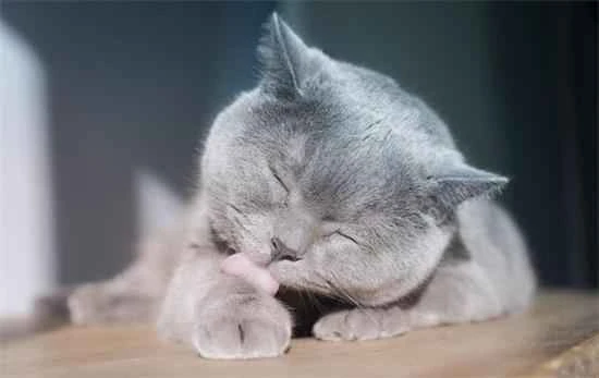 Introducing several effective treatments for hairballs