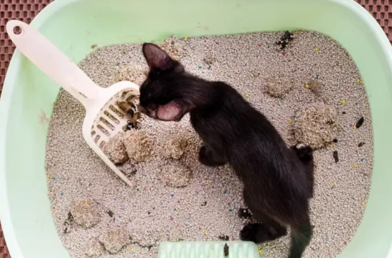 11 ways to remove cat urine odor