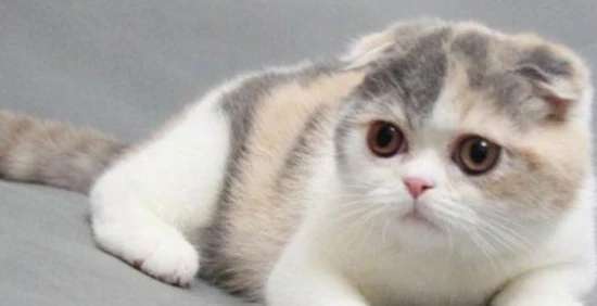 What are the disadvantages of a cat having a folded tail?